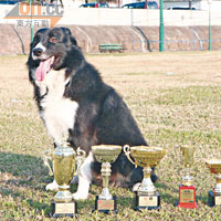 早於10個月大，Stone已於多個狗展中取得服從比賽冠軍。