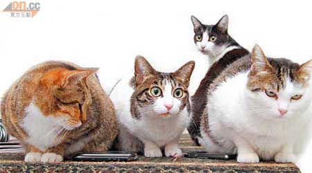 13隻貓咪多以食物命名，如饅頭、奶皇、拖肥、蜜瓜、西瓜、花菇等，名字易記。