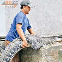鱷魚護理員Jemari手抱重達80公斤的鱷魚，仍然應付自如。