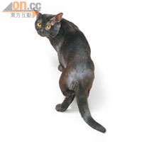 Bombay Cat　貓界黑珍珠