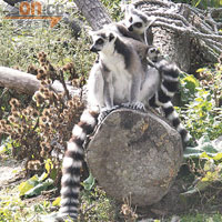 維也納史上第一動物園