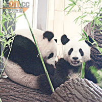 中國國寶大熊貓也居住在園中。