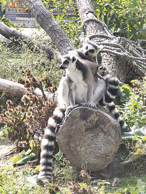 園內居住了不少珍禽異獸，包括這些來自馬達加斯加的環尾狐猴。