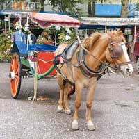 巿集旁停泊不少馬車，載遊客遊馬車河，甚至齋影都可以。合照Rp5,000（約HK$4.5），水果巿集兜一圈Rp15,000（約HK$13.5）。