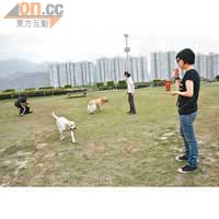 訓練示範<br>先讓狗狗在草地上自由活動。