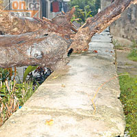 昔日西貢公立學校的上課鐘就是掛在此枯木上。