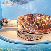 圖為綠海龜標本，一般成年龜的體重可達200公斤。