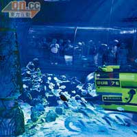 2009年開幕的海底世界極受歡迎，剛加入有毒獅子魚等艷麗海底生物，但其實用超過100萬塊積木砌成的海底陪襯品似主角多些。