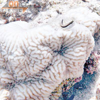 海底下盡是一座座形態各異的美麗珊瑚。
