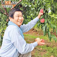 福岡蜜桃當造期為6月至8月，低溫的清晨更是摘桃最佳時機。