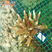 每個珊瑚苗都會掛上數字標記，工作人員會定期向「主人」匯報其生長情況。