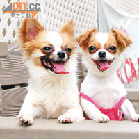 Peanut（左）是哥哥，Jelly Bean（右）是妹妹，兩頭狗狗相親相愛，好比主人Benji & Lesley。