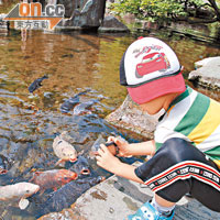 鯉魚池是日式庭園的標誌之一，真鍋庭園當然也不缺。
