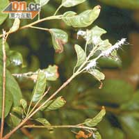 廣翅蠟蟬幼蟲<br>廣翅蠟蟬的幼蟲，全身白色，多依附在樹枝上，以吸取樹汁生長。