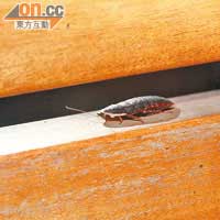金邊土鱉<br>又名短翅蟑螂，為蟑螂近親，其體形呈橢圓、扁平，具藥用價值。