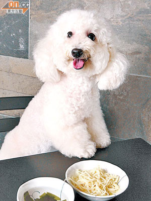 狗仔麵套餐 $23<BR>由日本白粉麵製造的無添加素麵，配以4重過濾的純淨水，狗仔食得天然健康，主人放心。