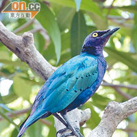 藍耳輝椋鳥顏色鮮艷，相當受影友歡迎。