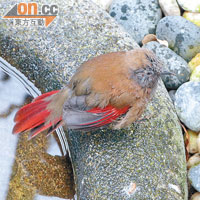 紅尾噪鶥生長於華南一帶。