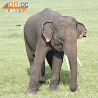 園內聚居了250多頭野生大象。