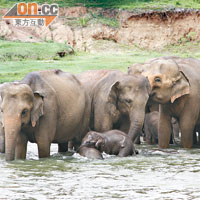 每日早上10時開始，大象便會來到河邊開Show，表演出浴。