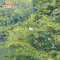沿途不難發現候鳥的蹤迹，如圖中便有一隻蒼鷺站在樹上歇息。