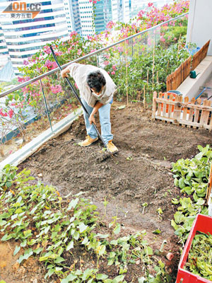 九龍灣綠洲─有機種植苗圃<br>匡智會學員每星期會到苗圃翻土、澆水、施肥和修剪植物。