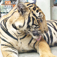 清邁Tiger Kingdom內共放養了約30隻老虎。