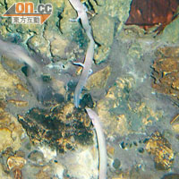 洞內有魚缸放了古老生物蠑螈，樣子有點像蜥蜴，不過是在水中生存。