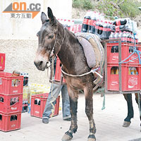 古城是全球最大無車城市，驢子是運送貨物的唯一宅急便。