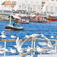 Bur Dubai區木船碼頭，不但人多，海鷗亦多。