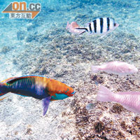 水中的熱帶魚多不勝數，顏色超鮮艷。