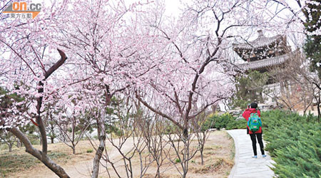 公園內有櫻花近2千株，配合中式亭台，景致不遜東京。