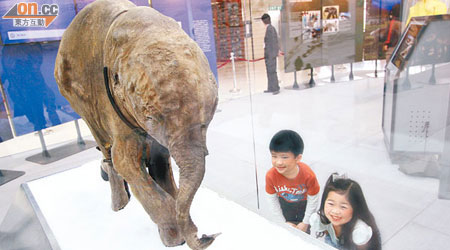 現存世上最完整、冰封逾4萬年的長毛象Lyuba，首度於亞洲公開展出，是大小朋友認識遠古動物的好機會。