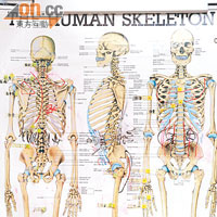 學員需要學習人類骨骼、肌肉結構等醫學知識。