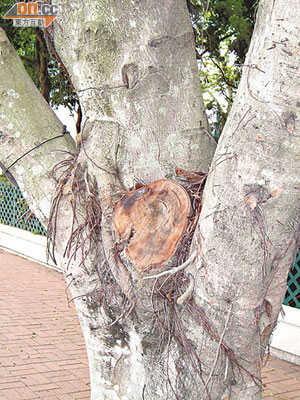切割樹幹必須小心，以免影響其樹木成長。