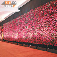 過4萬朵！長42米×高4.3米新鮮玫瑰花牆