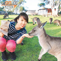 塔斯馬尼亞 動物好歸宿