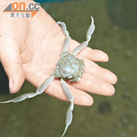 有別於一般品種，出沒於浪大與深水地方的沉地蟹是打直行的！