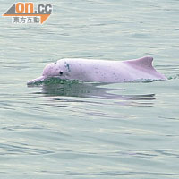 中華白海豚可遇不可求，要講緣分！