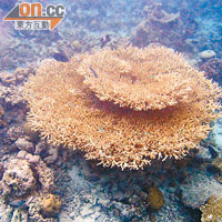 在水中生長着不少這些像圓枱般的珊瑚，是不少小魚的蝸居。