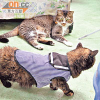 兩隻貓咪互睥，場面搞笑，李香蘭說，豆豆見到貓貓的穿衣Look，忍不住取笑牠。