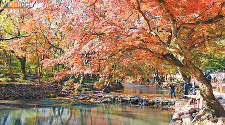 楓葉道旁沿途都有溪流相伴，點綴了紅葉的風景。