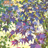 驟眼所見清涼山楓葉的色澤比較豐富，更有呈深紫的楓葉。