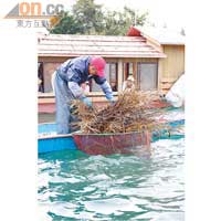 「柴漬漁」就是將一大紮樹枝放進河水，待蝦、蟹等生物被困其中，就成了漁民的收穫。