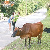郊區地方有不少牛隻，盡量不要騷擾牠們的生活。