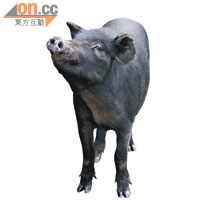 藏香豬皮膚黝黑，體形亦較一般的豬嬌小。