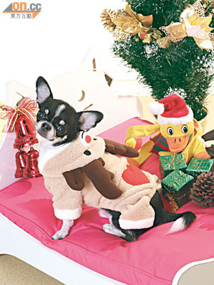 同樣四隻腳，又同樣受歡迎，要狗狗參加化妝舞會，扮聖誕小鹿似乎是最佳選擇！$78（a）