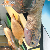 世界現存的七種海龜，當中三種會於日本境內的沙灘產卵。