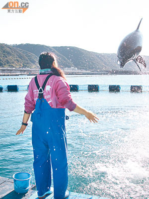 自駕之旅一日遊以室戶海豚中心為終點，這裏收容了數條來自和歌山「海豚灣」的孤兒，跳水的這位Haru只有3歲。