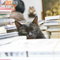 很有書卷氣的黑貓，整天看着客人在找甚麼書。